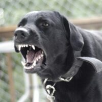 angry fierce dog barking stock photo